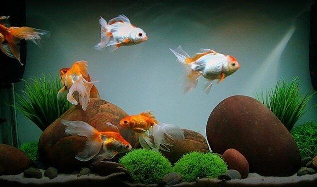 аквариум с риба за привличане на пари